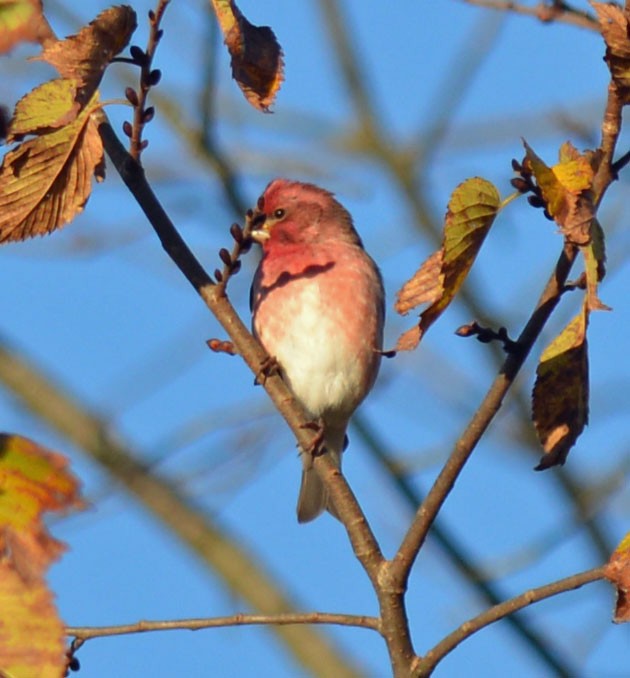 Purple Finch (Eastern) - ML644279719