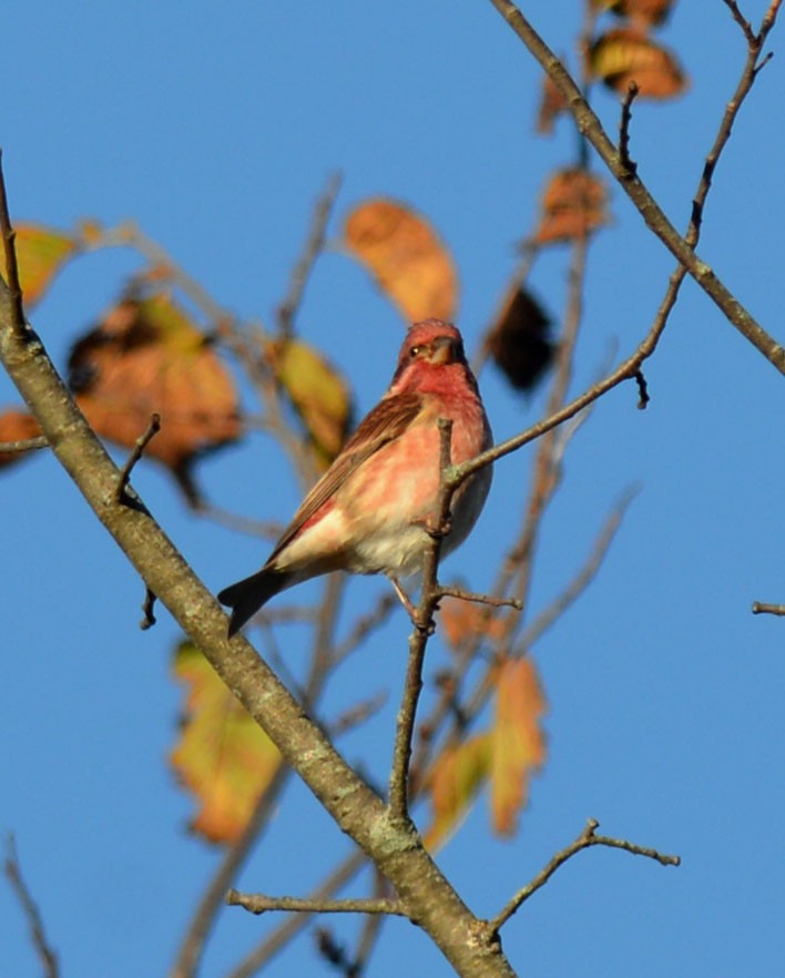 Purple Finch (Eastern) - ML644279725