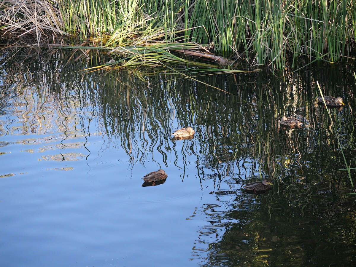 Mexican Duck - ML644279726