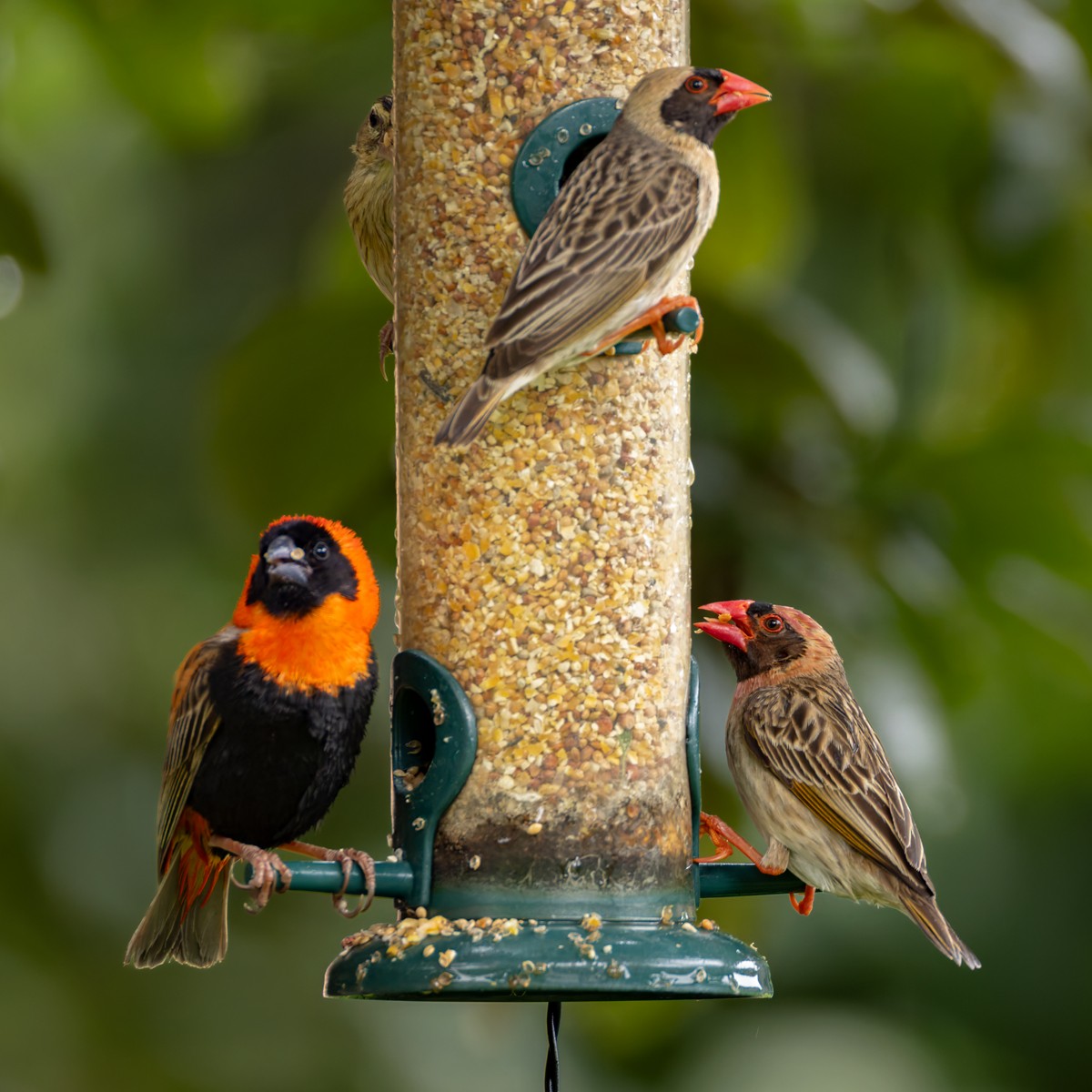 Travailleur à bec rouge - ML644279730