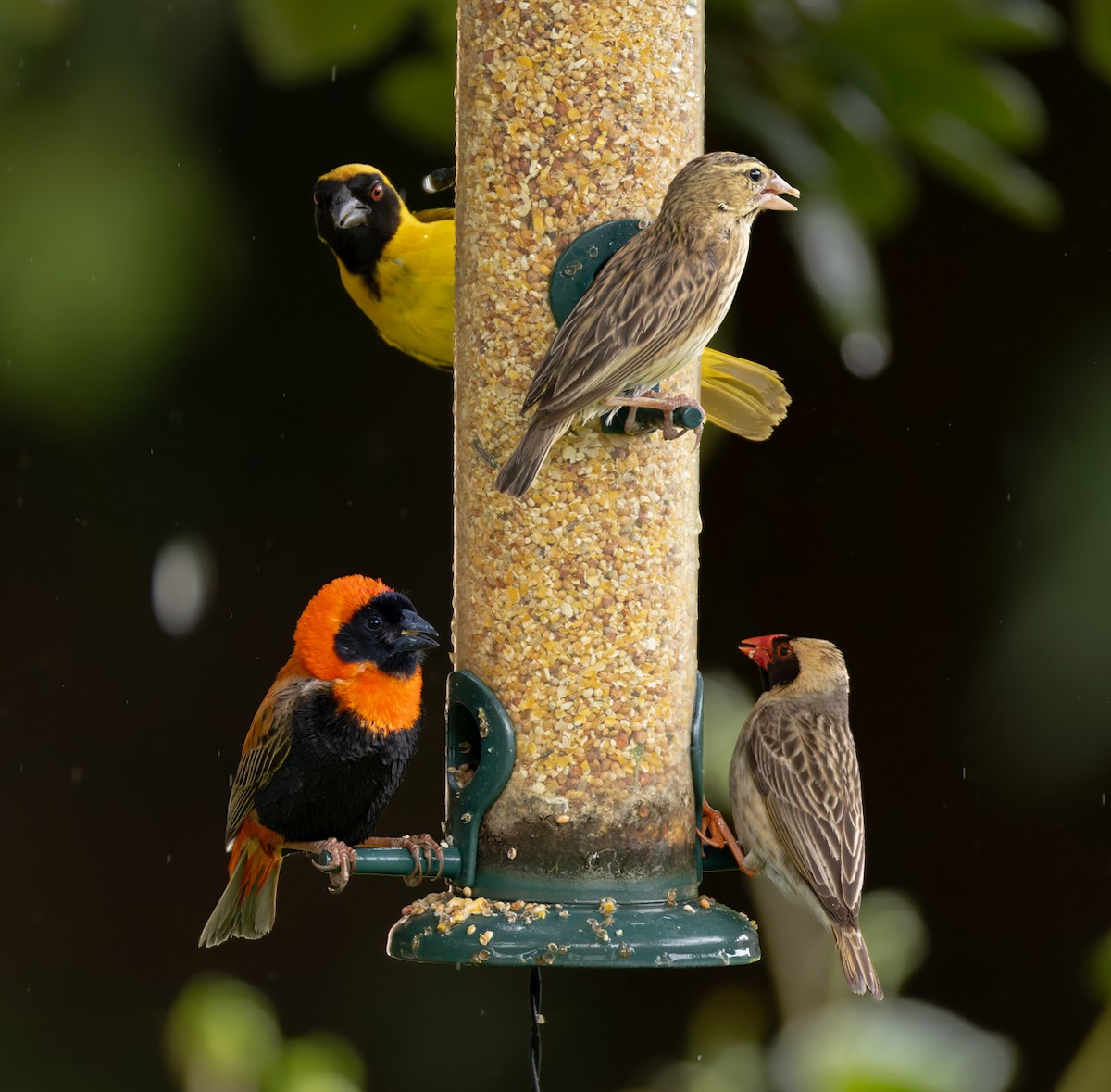 Travailleur à bec rouge - ML644279740