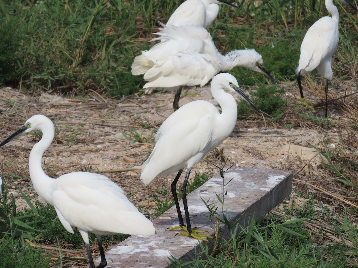Little Egret - ML644279743