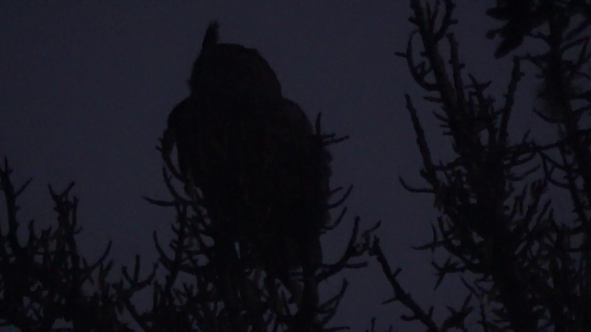 Great Horned Owl - ML644279749