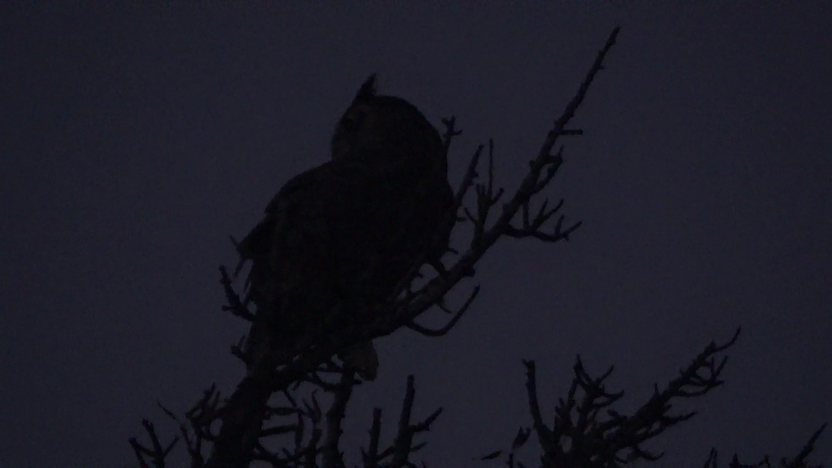 Great Horned Owl - ML644279752