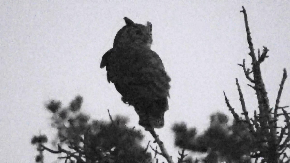 Great Horned Owl - ML644279755