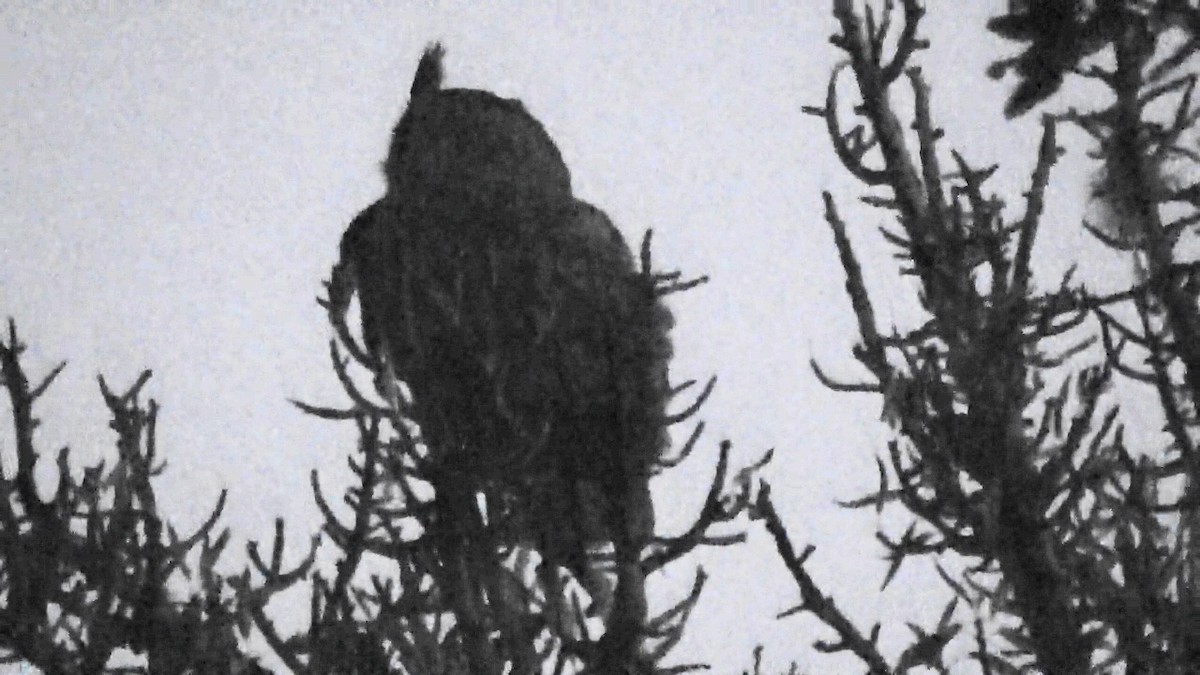 Great Horned Owl - ML644279757