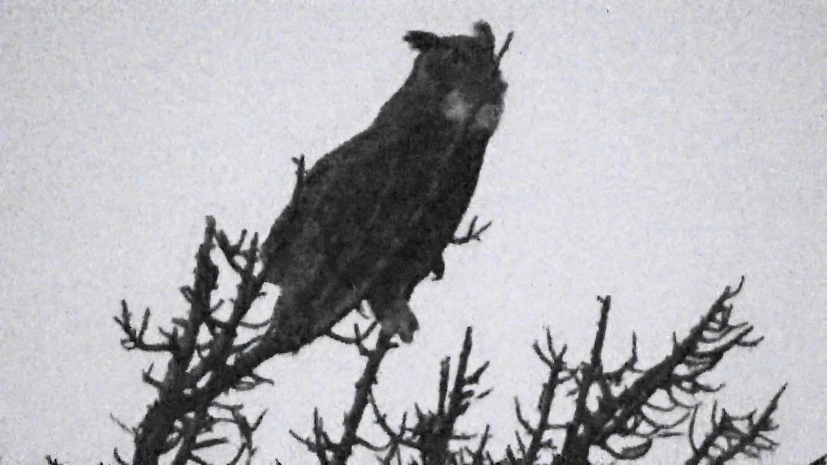 Great Horned Owl - ML644279758