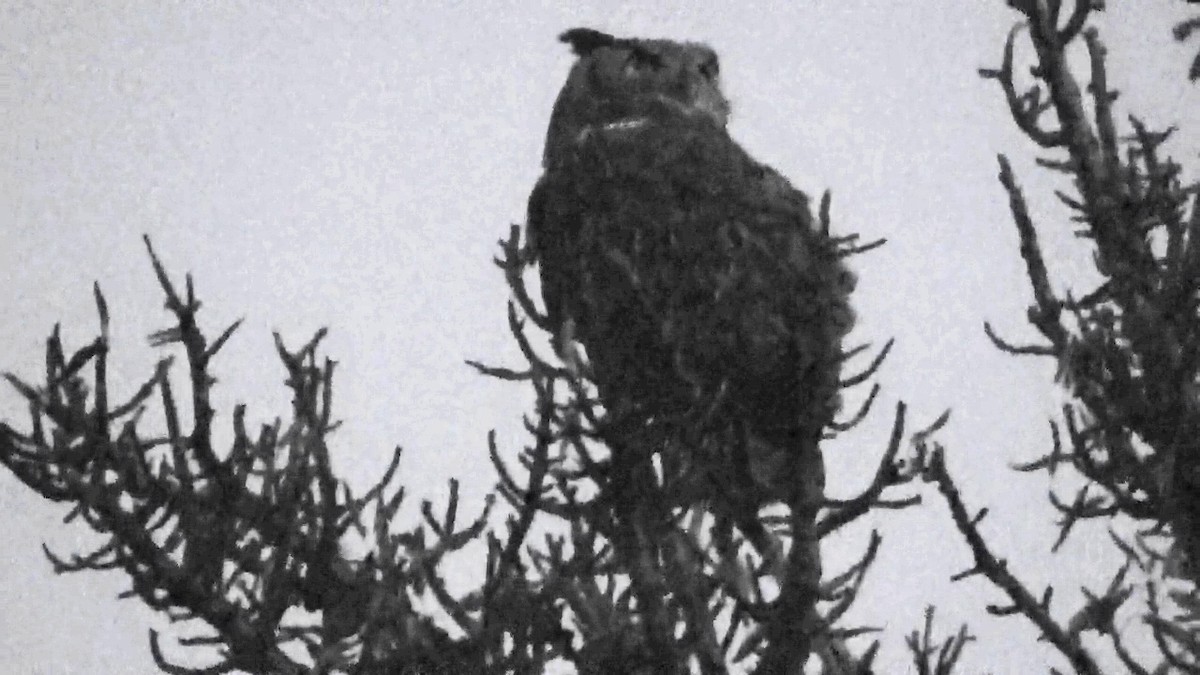 Great Horned Owl - ML644279759