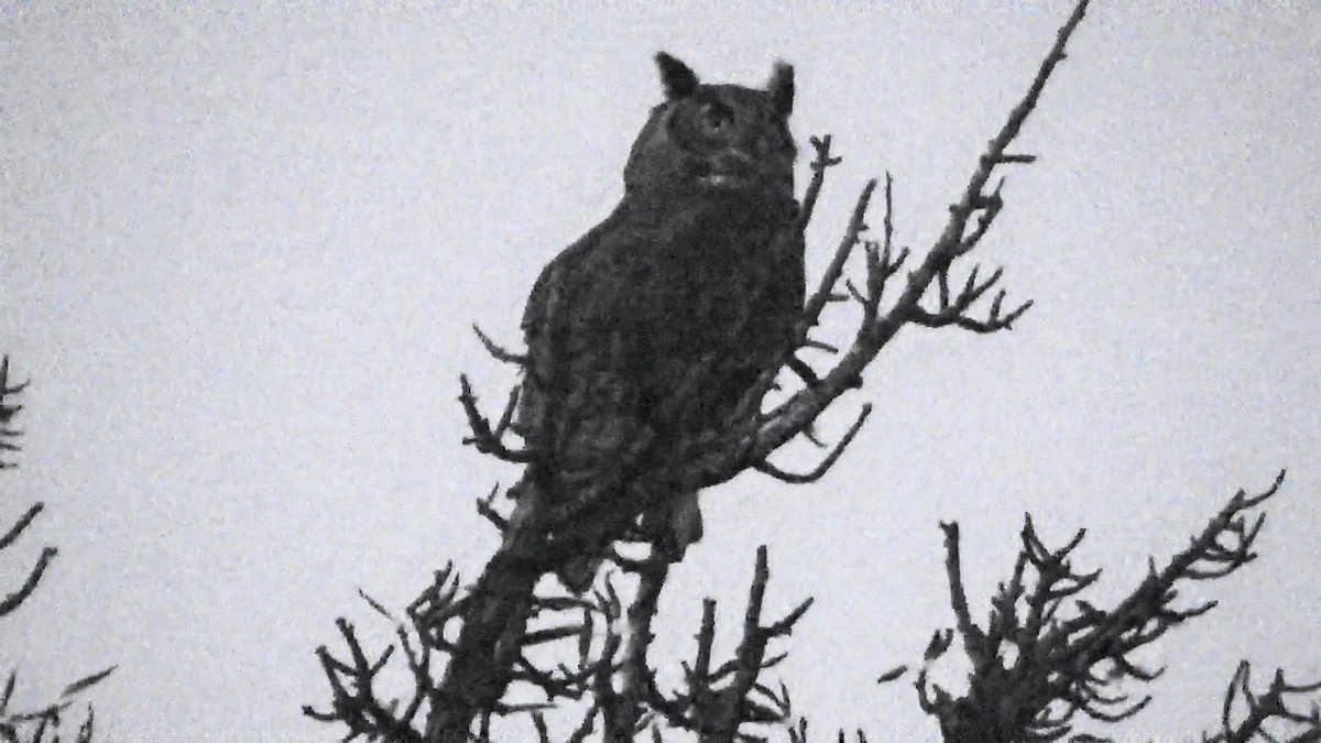 Great Horned Owl - ML644279760