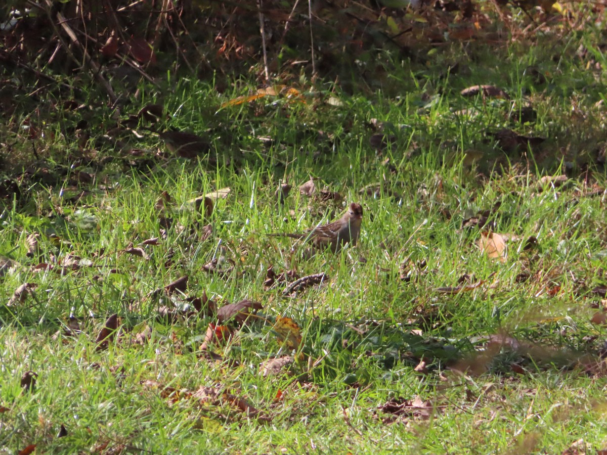 White-crowned Sparrow - ML644279762