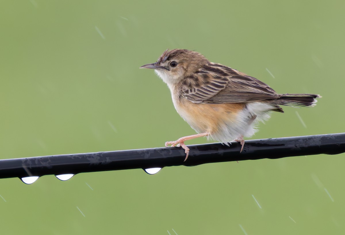 Zitting Cisticola (African) - ML644279763