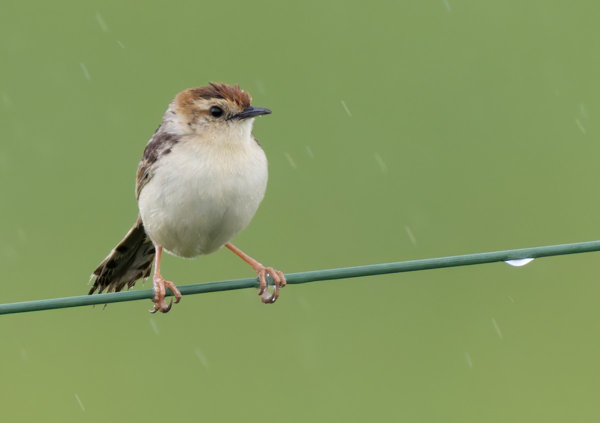 Levaillant's Cisticola - ML644279764