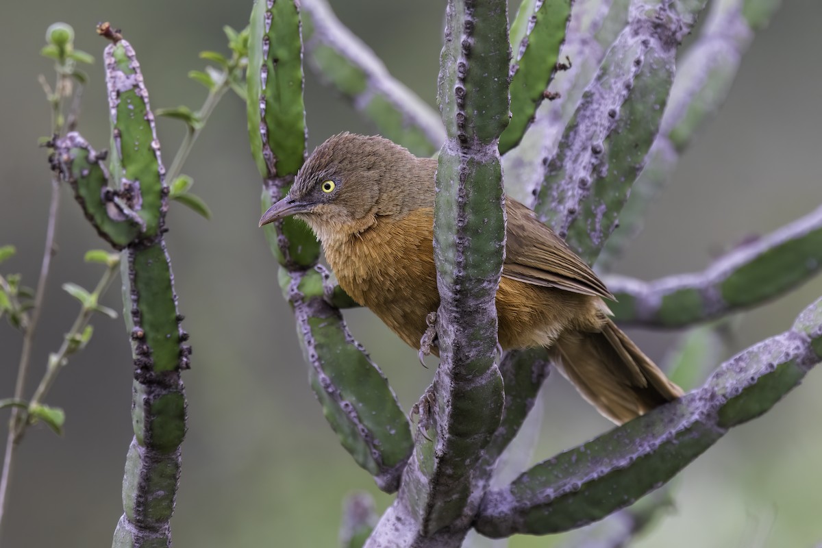 Rufous Chatterer - ML644279765