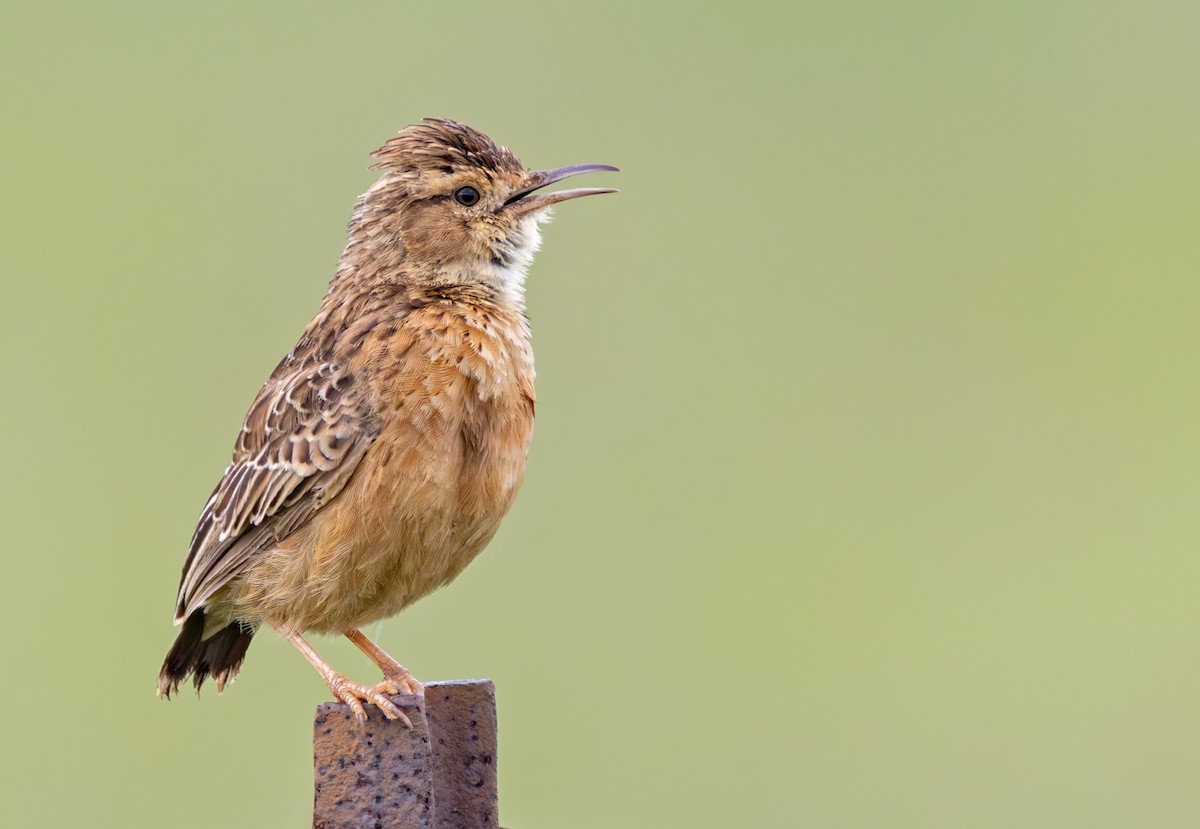 Spike-heeled Lark - ML644279766