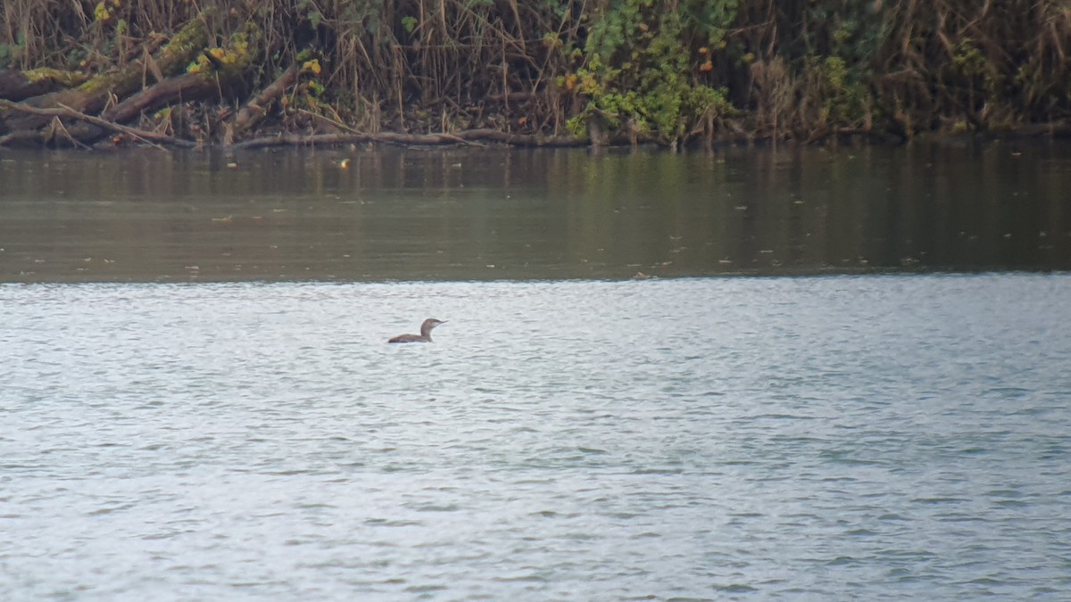 Red-throated Loon - ML644279768