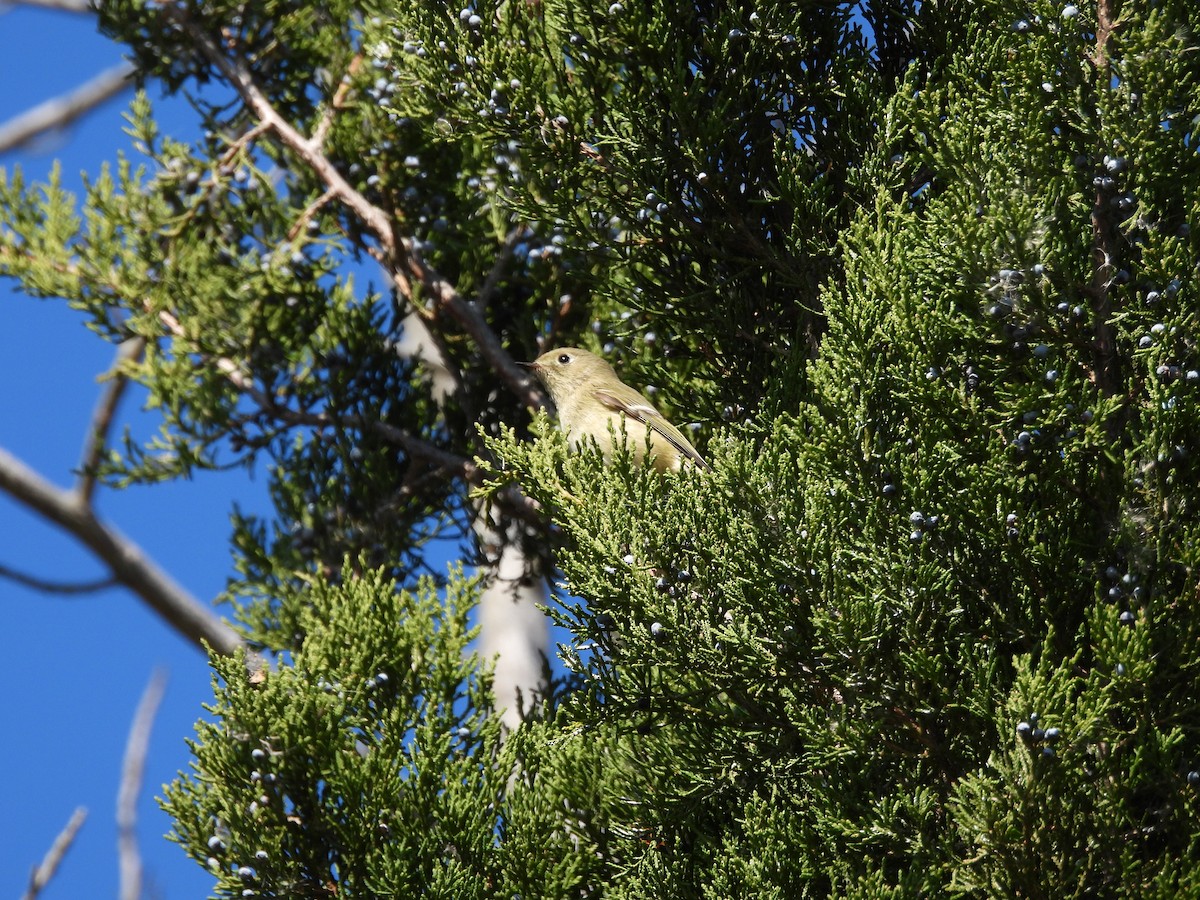 Ruby-crowned Kinglet - ML644279770