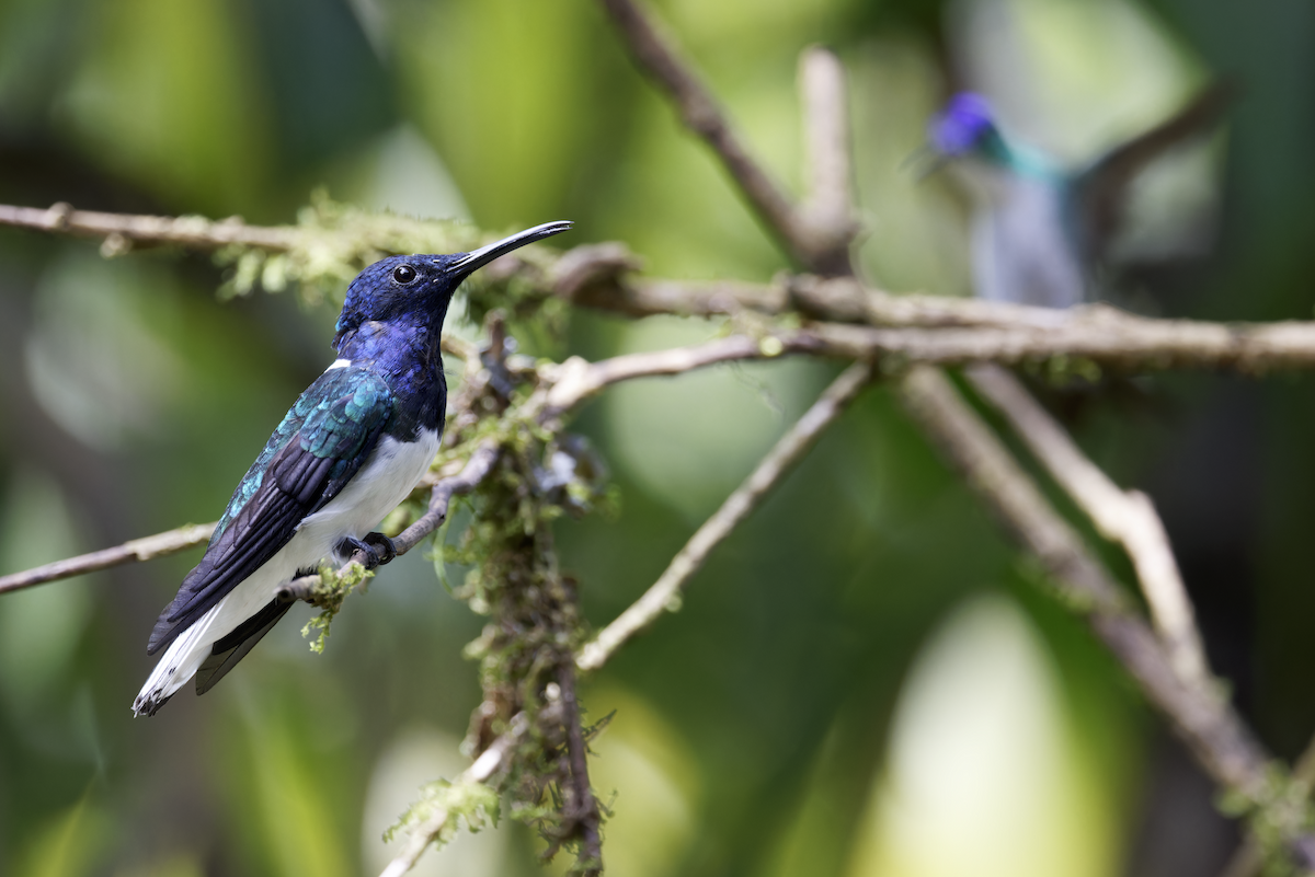 White-necked Jacobin - ML644279771
