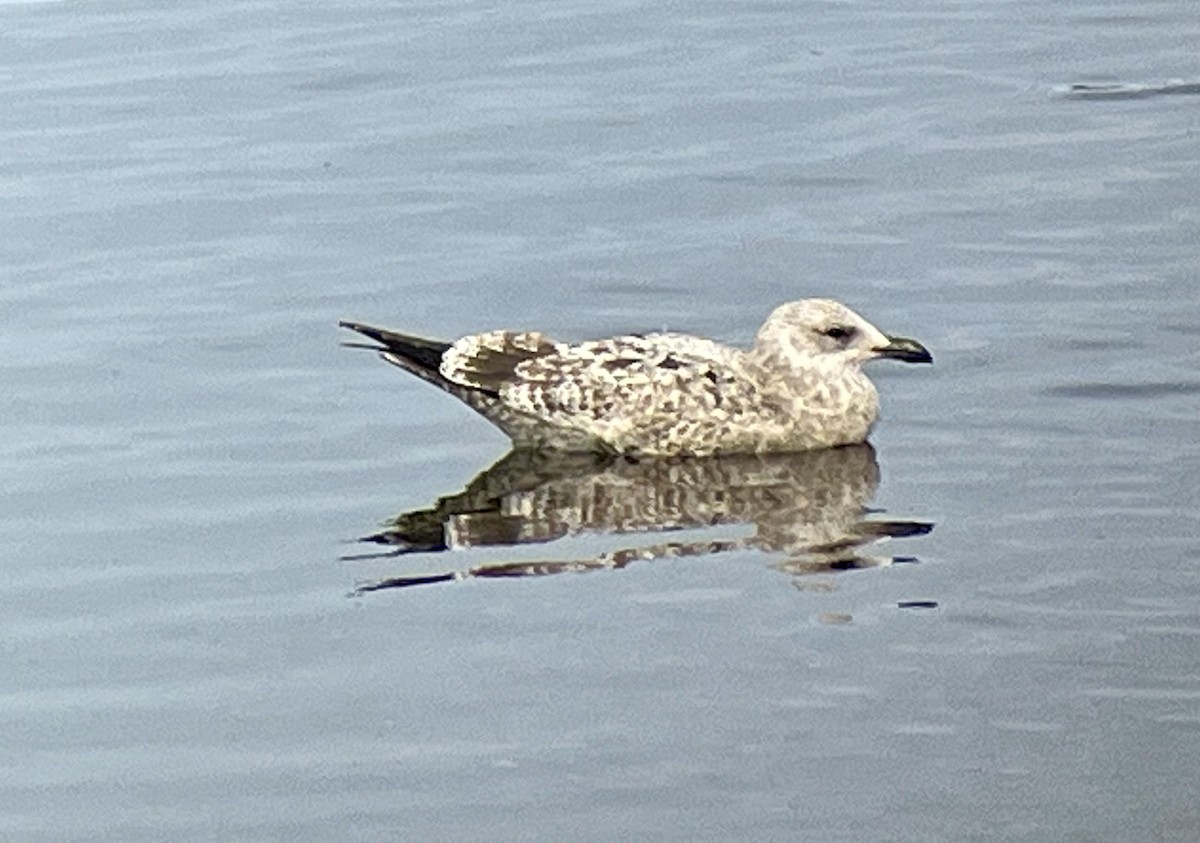 American Herring Gull - ML644279772