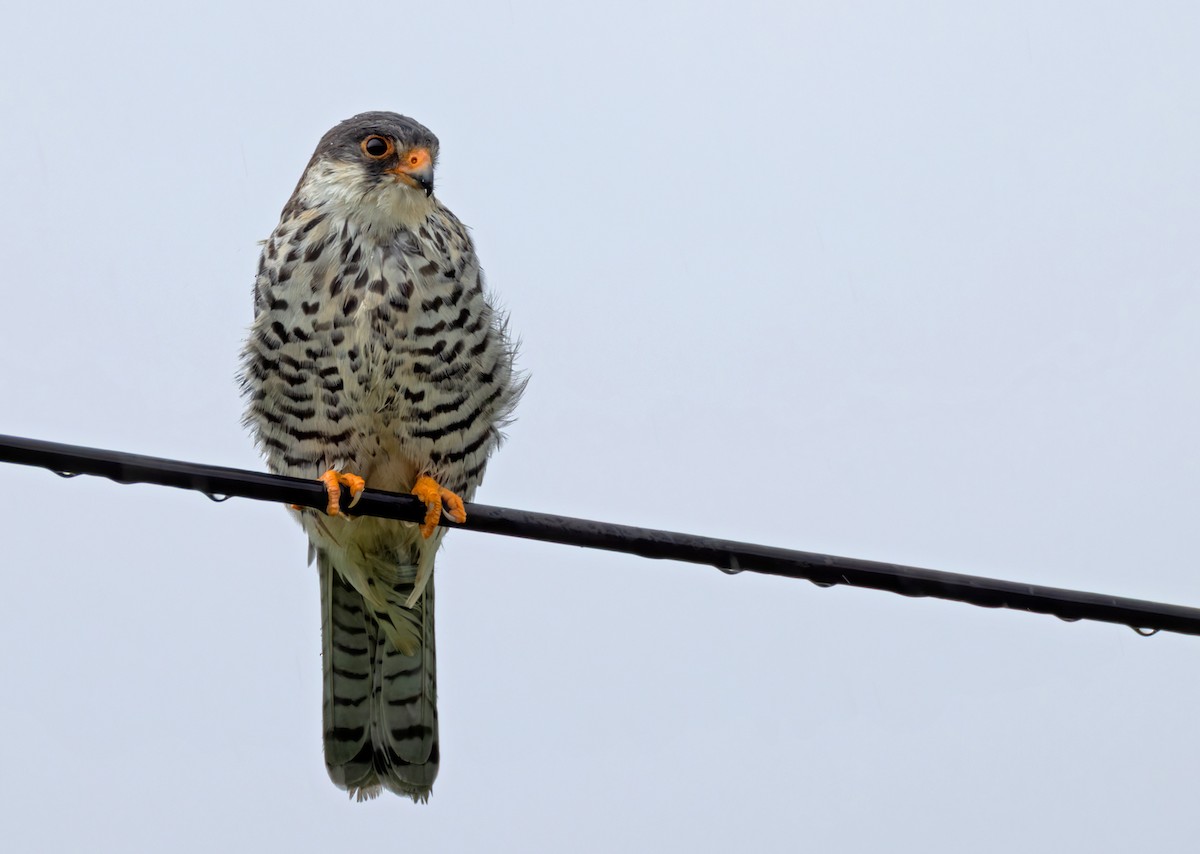 Amur Falcon - ML644279773