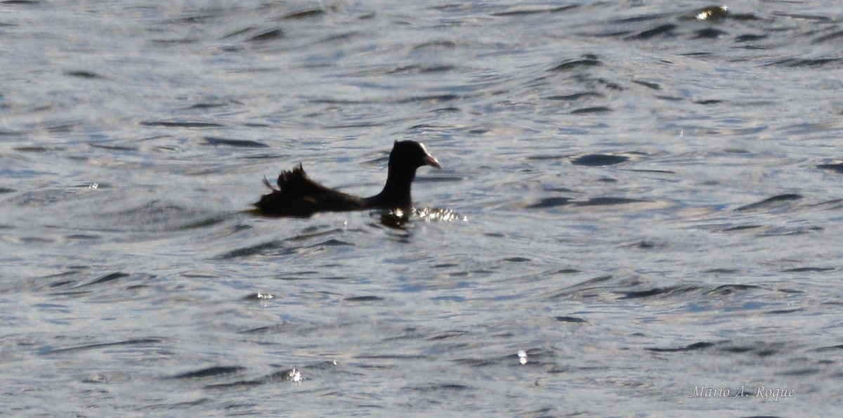 Eurasian Coot - ML644279774