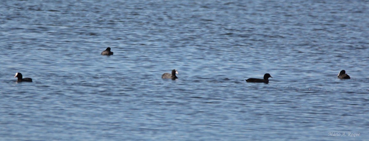 Eurasian Coot - ML644279775