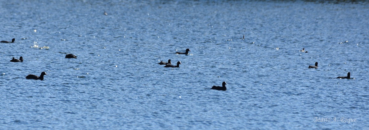 Eurasian Coot - ML644279776