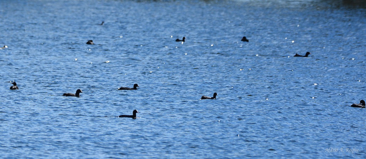 Eurasian Coot - ML644279777