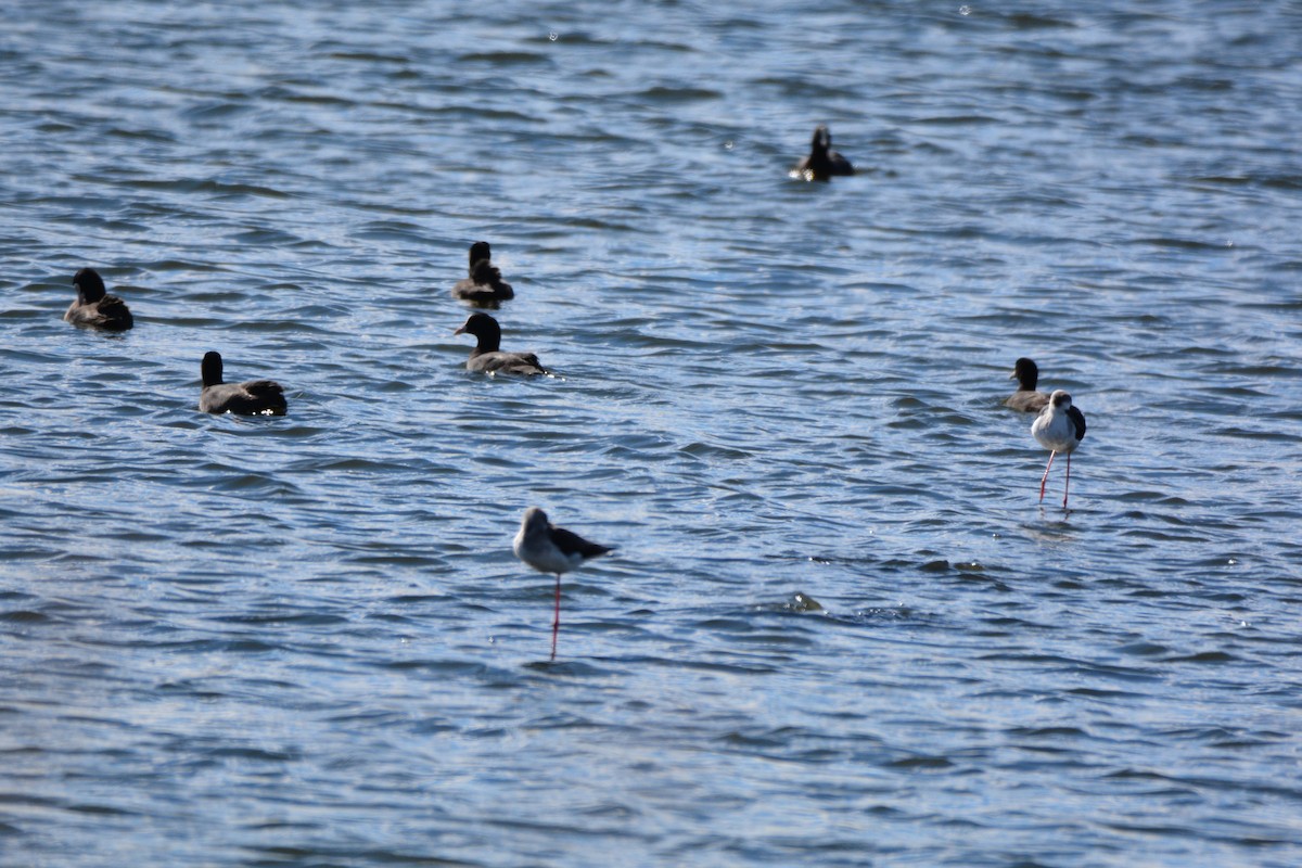 Eurasian Coot - ML644279778