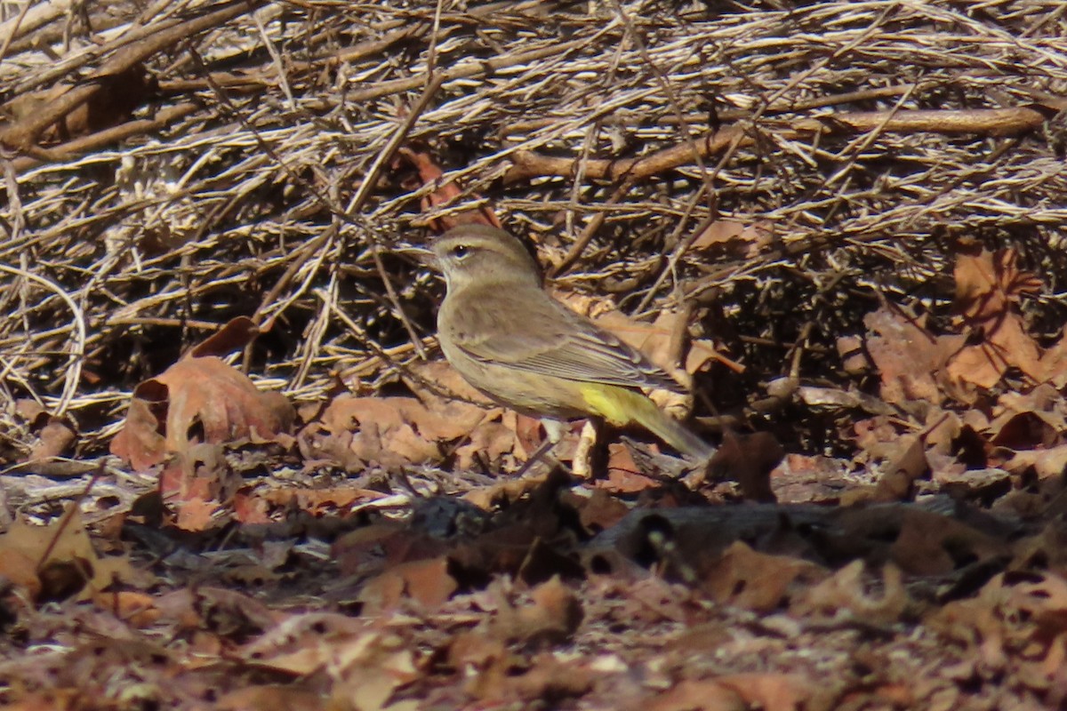 ヤシアメリカムシクイ - ML644279779