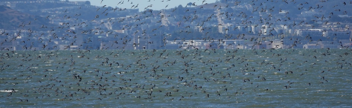 Dunlin - ML644279780