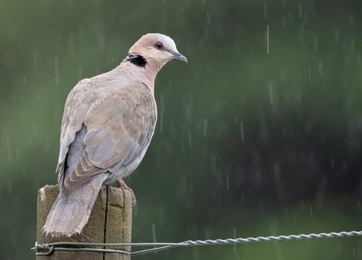 Red-eyed Dove - ML644279781