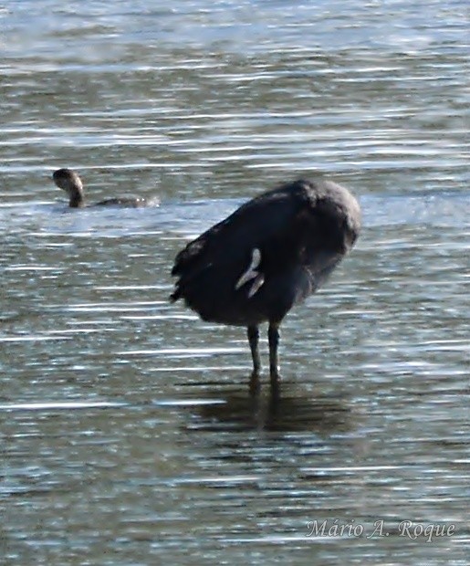 Eurasian Coot - ML644279782