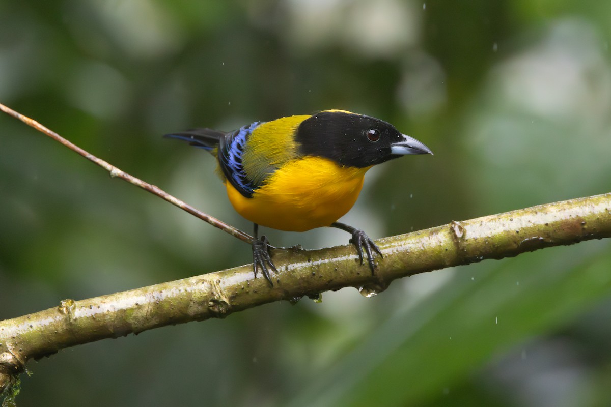 Black-chinned Mountain Tanager - ML644279783
