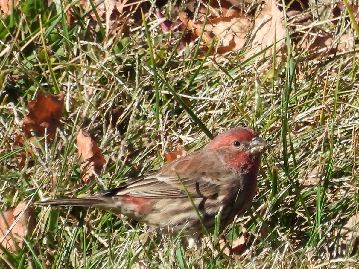 House Finch - ML644279787