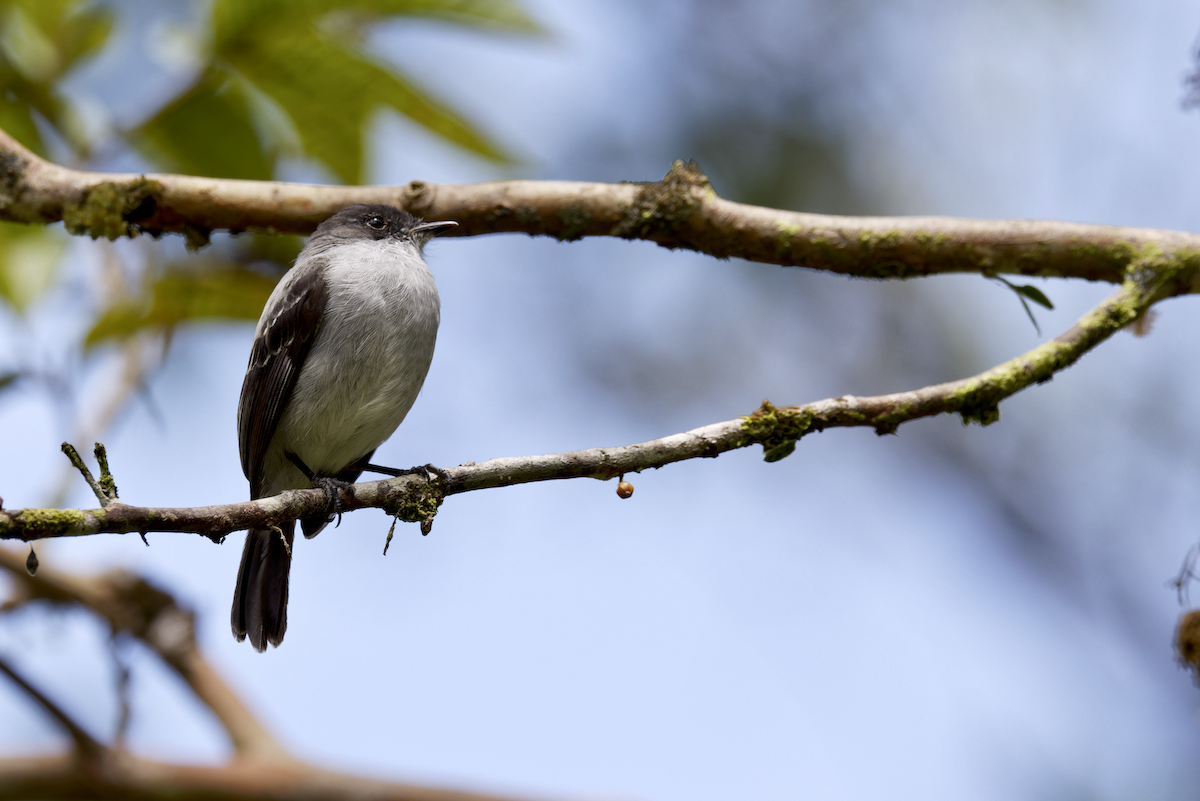 Torrent Tyrannulet - ML644279796