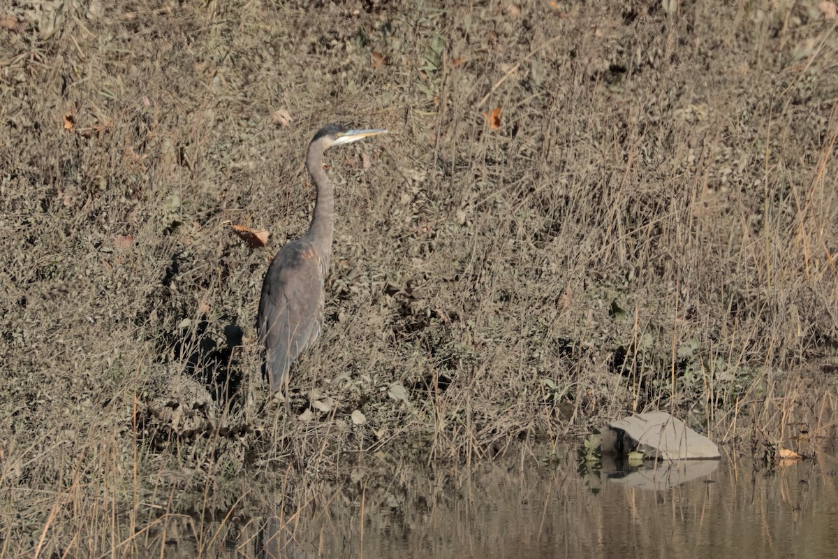 Great Blue Heron - ML644279797