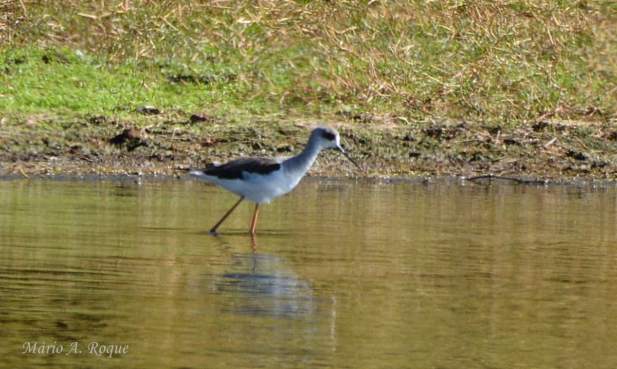 Black-winged Stilt - ML644279800