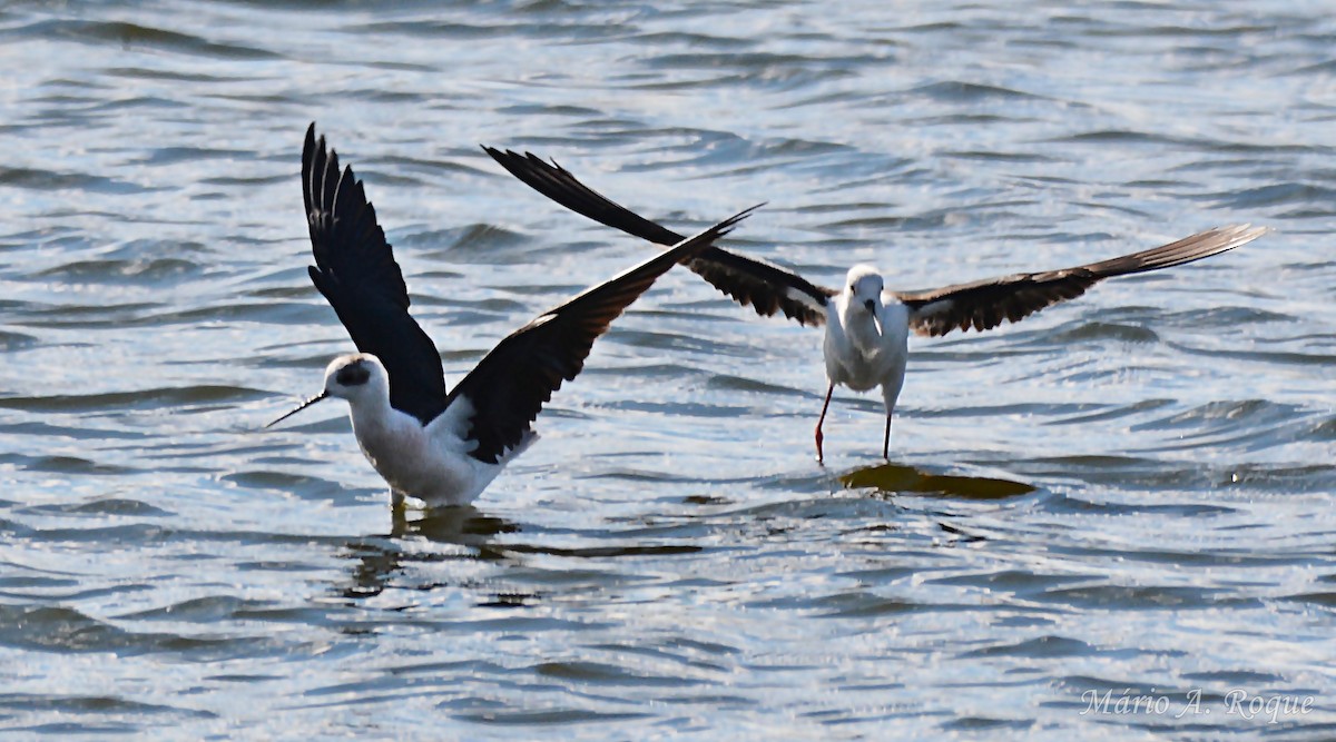 Black-winged Stilt - ML644279801