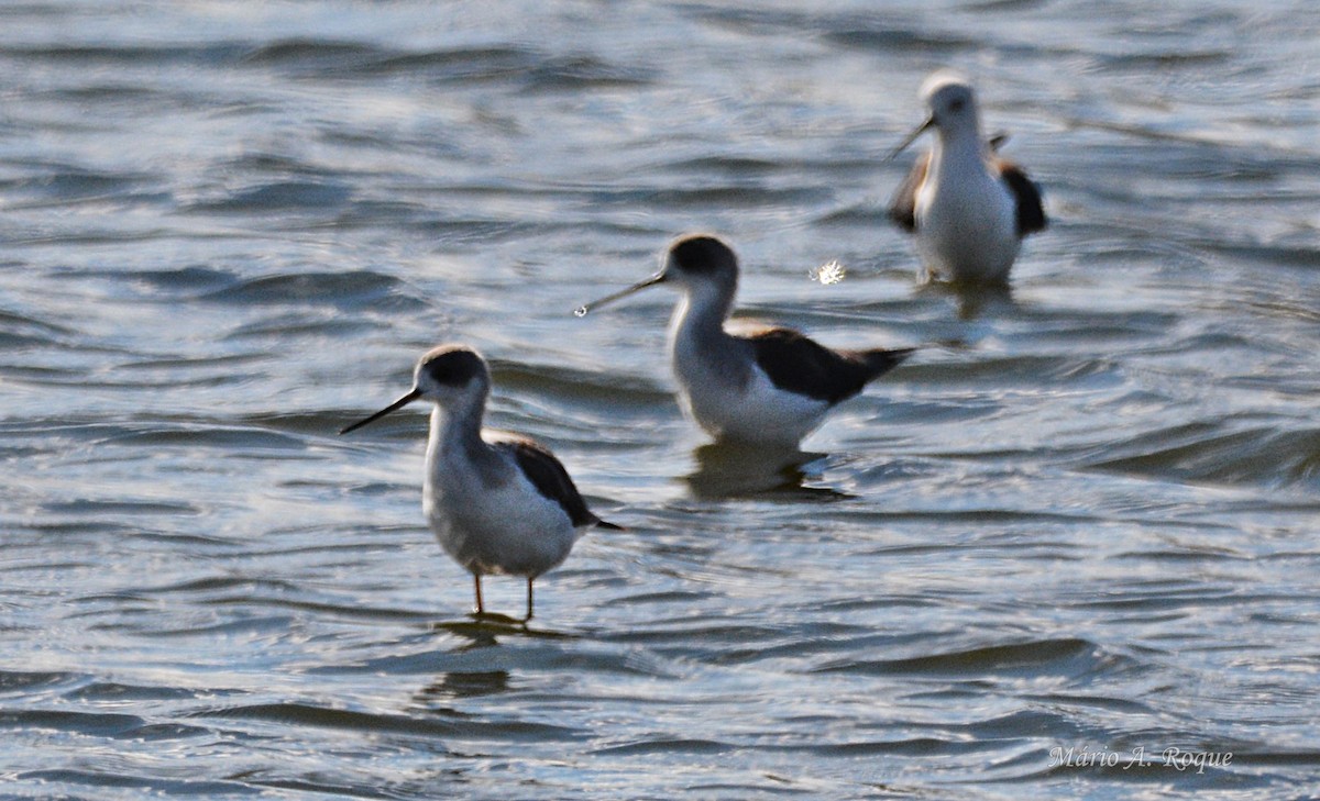 Black-winged Stilt - ML644279802