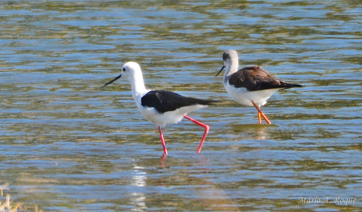 Black-winged Stilt - ML644279803