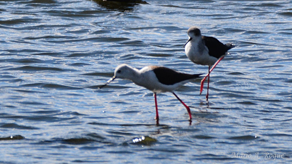Black-winged Stilt - ML644279804