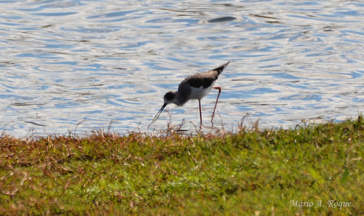 Black-winged Stilt - ML644279805