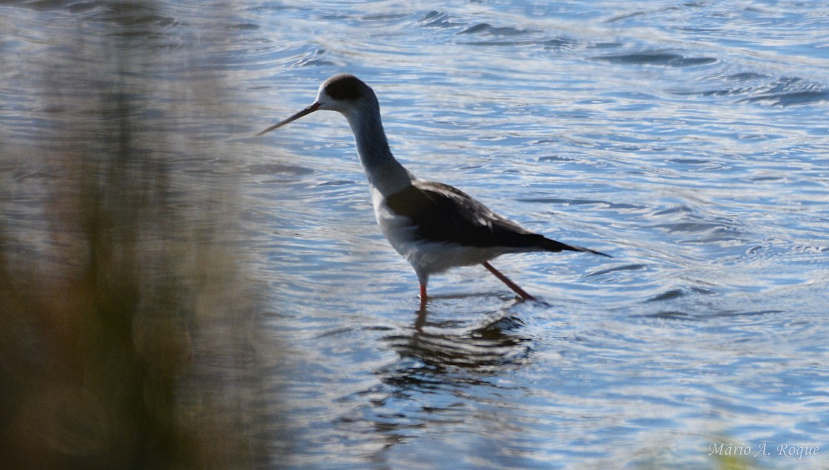 Black-winged Stilt - ML644279806