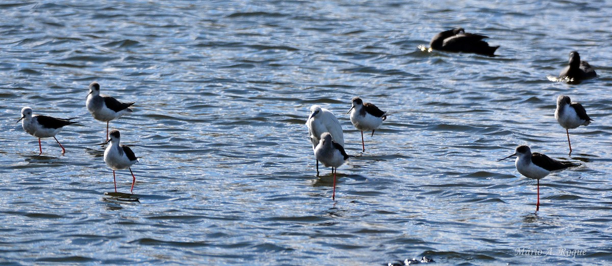 Black-winged Stilt - ML644279807