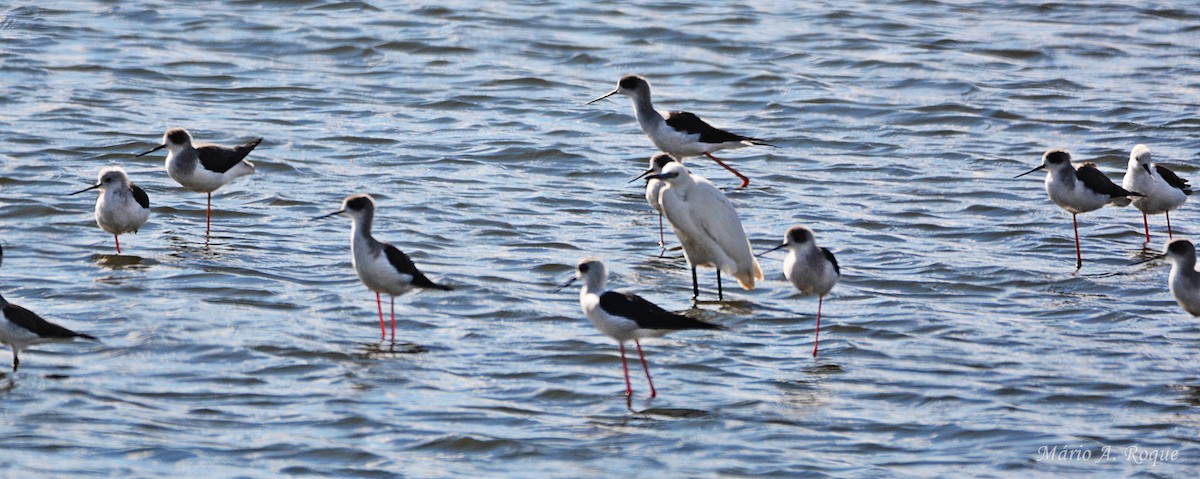 Black-winged Stilt - ML644279808