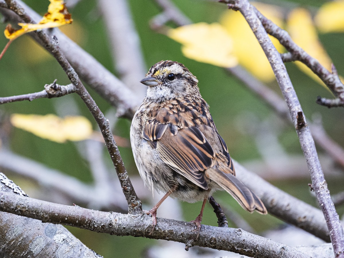White-throated Sparrow - ML644279813