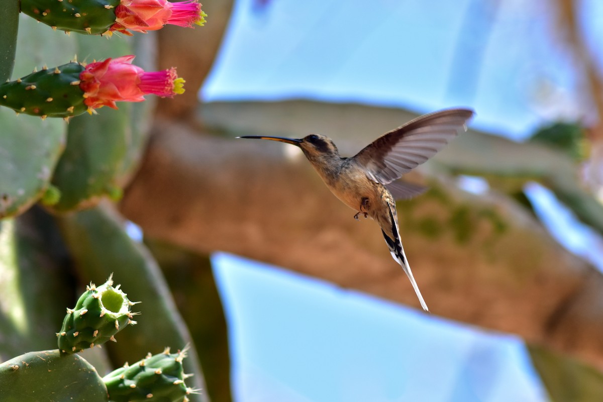 Planalto Hermit - ML644279815