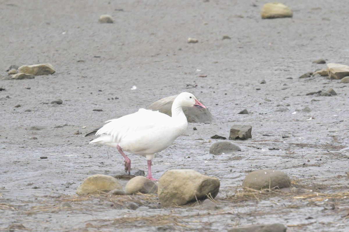 Snow Goose - ML644279819