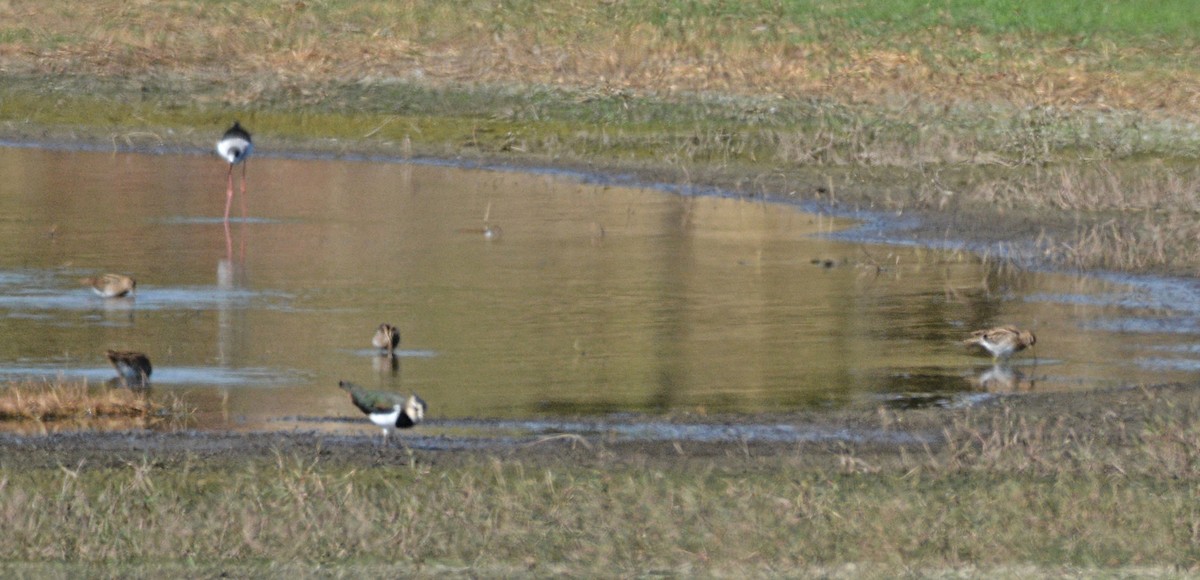Northern Lapwing - ML644279820