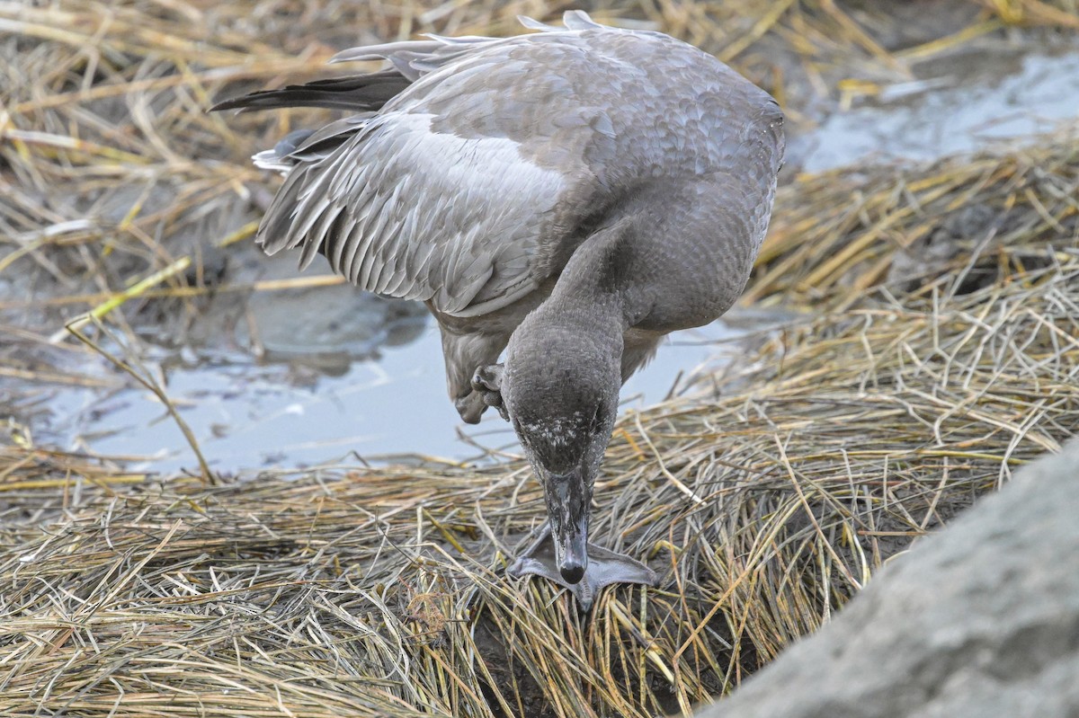 Snow Goose - ML644279822